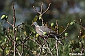 Pombo Bravo 7
